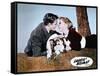 HILLS OF LASSIE, 1948 DIRECTED OF FRED M. WILCOX Tom Drake and Janet Leigh (photo)-null-Framed Stretched Canvas