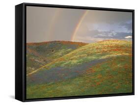 Hills with Poppies and Lupine with Double Rainbow Near Gorman, California, USA-Jim Zuckerman-Framed Stretched Canvas