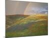 Hills with Poppies and Lupine with Double Rainbow Near Gorman, California, USA-Jim Zuckerman-Mounted Photographic Print