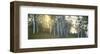 Hillside Birches-Elissa Gore-Framed Art Print
