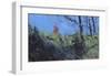 Hillside Clearing-Paul Bailey-Framed Premium Giclee Print