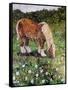 Hillside Horse-Kirstie Adamson-Framed Stretched Canvas