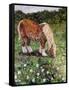 Hillside Horse-Kirstie Adamson-Framed Stretched Canvas