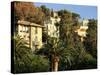 Hillside Mansions Amongst Palms, Santa Margherita Ligure, Portofino Peninsula, Liguria, Italy-Ruth Tomlinson-Stretched Canvas