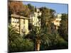 Hillside Mansions Amongst Palms, Santa Margherita Ligure, Portofino Peninsula, Liguria, Italy-Ruth Tomlinson-Mounted Photographic Print