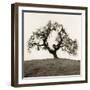 Hillside Oak Tree-Alan Blaustein-Framed Photographic Print