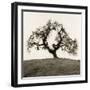 Hillside Oak Tree-Alan Blaustein-Framed Photographic Print