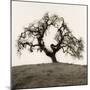 Hillside Oak Tree-Alan Blaustein-Mounted Photographic Print