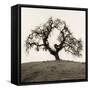 Hillside Oak Tree-Alan Blaustein-Framed Stretched Canvas