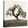 Hillside Oak Tree-Alan Blaustein-Stretched Canvas