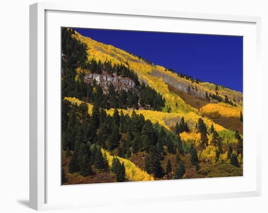 Hillside of Aspen Trees and Evergreen Trees, La Plata County, Colorado-Greg Probst-Framed Photographic Print