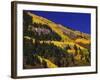 Hillside of Aspen Trees and Evergreen Trees, La Plata County, Colorado-Greg Probst-Framed Photographic Print