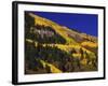 Hillside of Aspen Trees and Evergreen Trees, La Plata County, Colorado-Greg Probst-Framed Photographic Print