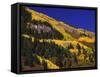 Hillside of Aspen Trees and Evergreen Trees, La Plata County, Colorado-Greg Probst-Framed Stretched Canvas