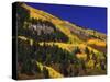Hillside of Aspen Trees and Evergreen Trees, La Plata County, Colorado-Greg Probst-Stretched Canvas