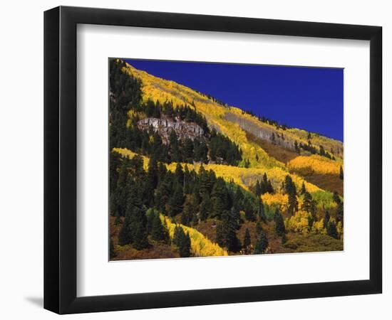 Hillside of Aspen Trees and Evergreen Trees, La Plata County, Colorado-Greg Probst-Framed Photographic Print