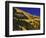 Hillside of Aspen Trees and Evergreen Trees, La Plata County, Colorado-Greg Probst-Framed Photographic Print