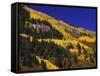 Hillside of Aspen Trees and Evergreen Trees, La Plata County, Colorado-Greg Probst-Framed Stretched Canvas