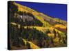 Hillside of Aspen Trees and Evergreen Trees, La Plata County, Colorado-Greg Probst-Stretched Canvas