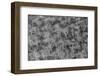 Hillside of palo santo trees. Floreana Island, Galapagos Islands, Ecuador.-Adam Jones-Framed Photographic Print