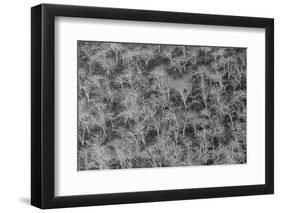 Hillside of palo santo trees. Floreana Island, Galapagos Islands, Ecuador.-Adam Jones-Framed Photographic Print