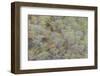 Hillside of palo Santo trees. San Cristobal Island, Galapagos Islands, Ecuador.-Adam Jones-Framed Photographic Print