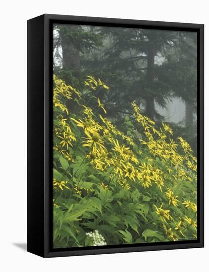 Hillside of Woodland Sunflowers, Great Smoky Mountains National Park, Tennessee, USA-Adam Jones-Framed Stretched Canvas