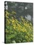 Hillside of Woodland Sunflowers, Great Smoky Mountains National Park, Tennessee, USA-Adam Jones-Stretched Canvas