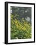 Hillside of Woodland Sunflowers, Great Smoky Mountains National Park, Tennessee, USA-Adam Jones-Framed Photographic Print