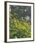 Hillside of Woodland Sunflowers, Great Smoky Mountains National Park, Tennessee, USA-Adam Jones-Framed Photographic Print