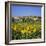 Hilltop Village Above Sunflower Field, Pals, Catalunya (Costa Brava), Spain-Stuart Black-Framed Photographic Print