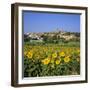 Hilltop Village Above Sunflower Field, Pals, Catalunya (Costa Brava), Spain-Stuart Black-Framed Photographic Print