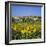 Hilltop Village Above Sunflower Field, Pals, Catalunya (Costa Brava), Spain-Stuart Black-Framed Photographic Print