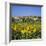 Hilltop Village Above Sunflower Field, Pals, Catalunya (Costa Brava), Spain-Stuart Black-Framed Photographic Print