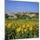 Hilltop Village Above Sunflower Field, Pals, Catalunya (Costa Brava), Spain-Stuart Black-Mounted Photographic Print