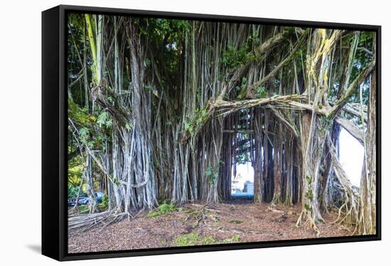 Hilo, Big Island, Hawaii, USA-Christian Kober-Framed Stretched Canvas