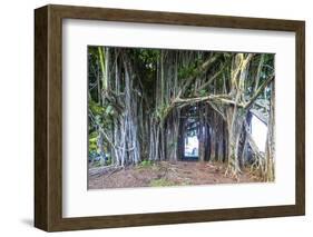 Hilo, Big Island, Hawaii, USA-Christian Kober-Framed Photographic Print