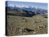 Himalaya Range, Tibet, China-Ethel Davies-Stretched Canvas