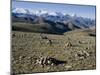 Himalaya Range, Tibet, China-Ethel Davies-Mounted Photographic Print