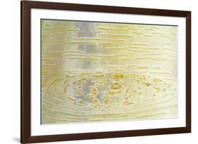 Himalayan Birch (Betula utilis) close-up of bark-Krystyna Szulecka-Framed Photographic Print