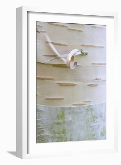 Himalayan Birch (Betula utilis) close-up of bark-Krystyna Szulecka-Framed Photographic Print