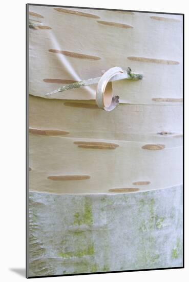 Himalayan Birch (Betula utilis) close-up of bark-Krystyna Szulecka-Mounted Photographic Print