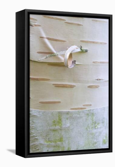 Himalayan Birch (Betula utilis) close-up of bark-Krystyna Szulecka-Framed Stretched Canvas