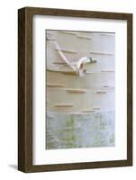 Himalayan Birch (Betula utilis) close-up of bark-Krystyna Szulecka-Framed Photographic Print