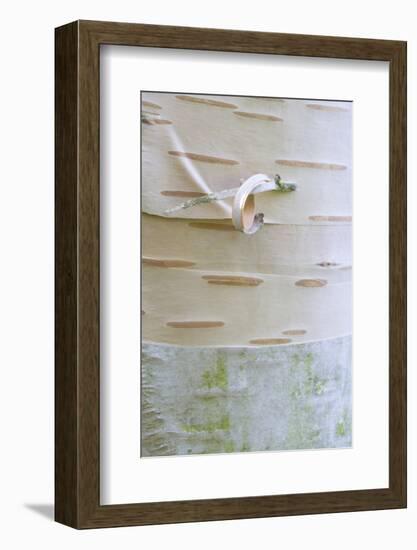 Himalayan Birch (Betula utilis) close-up of bark-Krystyna Szulecka-Framed Photographic Print