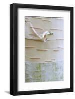 Himalayan Birch (Betula utilis) close-up of bark-Krystyna Szulecka-Framed Photographic Print