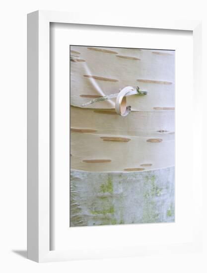 Himalayan Birch (Betula utilis) close-up of bark-Krystyna Szulecka-Framed Photographic Print