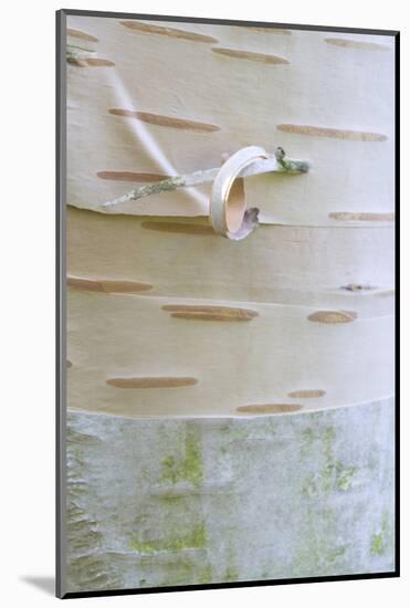 Himalayan Birch (Betula utilis) close-up of bark-Krystyna Szulecka-Mounted Photographic Print