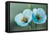 Himalayan Blue Poppy (Meconopsis Aculeata)-null-Framed Stretched Canvas