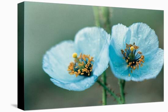 Himalayan Blue Poppy (Meconopsis Aculeata)-null-Stretched Canvas